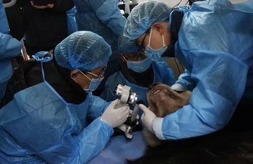 2018年即将结束，这一年，成都太阳成tyc122cc(中国)集团以规范的诊疗、高明的技艺、 的服务，赢得了广大患者朋友和社会各界的好评。在2018年，成都太阳成tyc122cc(中国)集团在发展的道路上有哪些大事记呢，让我们一起来回顾。4.jpg