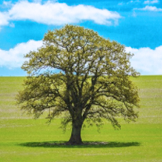 太阳成tyc122cc(中国)集团集团股份有限公司环境保护政策